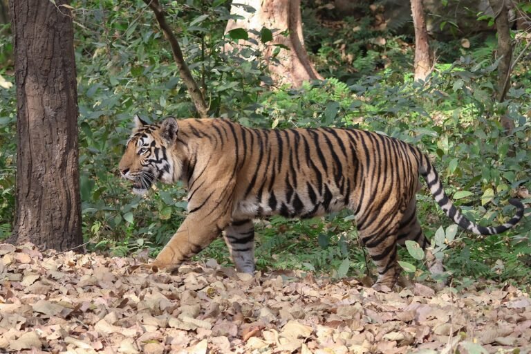 Madhya Pradesh Travel Mart Panel Says Wildlife Tourism Must Benefit Local Communities