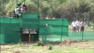 Cheetahs reach third Madhya Pradesh home as a Kuno cub’s death revives survival questions