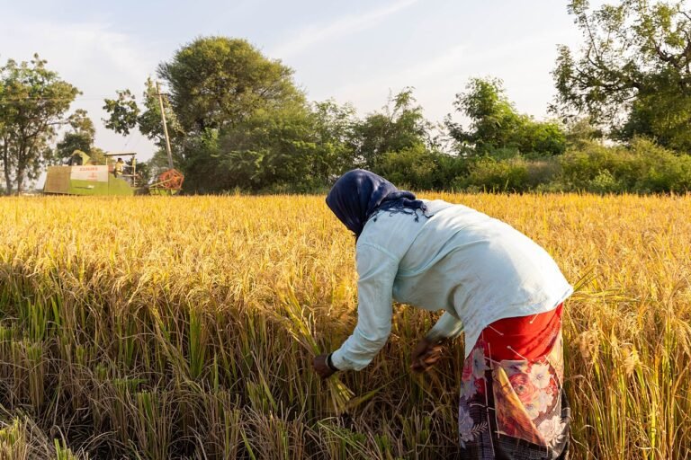 Unseasonal rain floods grain markets and delays paddy harvest in Punjab and Haryana