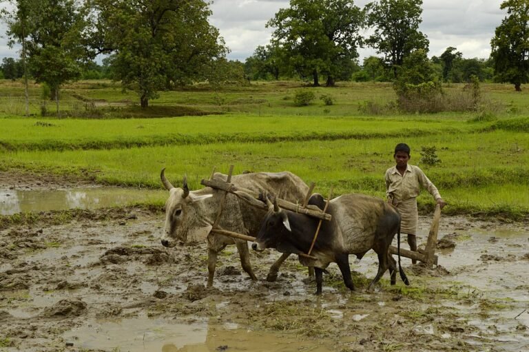Alirajpur Congress seeks drought status as farmers across western Madhya Pradesh protest crop loss and power cuts