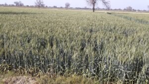 Strong El Niño forecast raises heat-stress worry for rabi wheat as sowing season begins