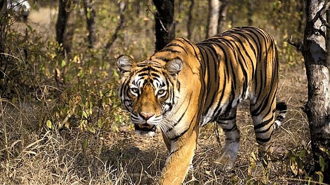 Kanger Valley National Park in Bastar Opens Safari Season 12 Days Early