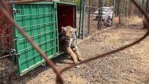Three Tigresses From Bandhavgarh to Be Shifted to Chhattisgarh’s Achanakmar in November