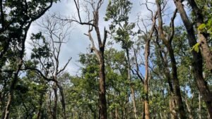 Sal Borer Hits Amarkantak Forests: 9,535 Trees Affected, Cutting Planned From October