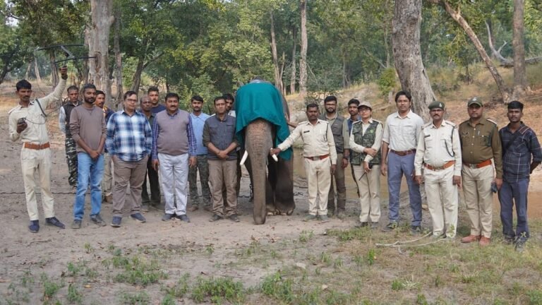 Bandhavgarh Team Frees Elephant From Tightening Radio Collar