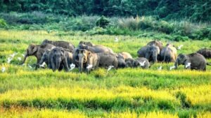166 Elephants in Raigarh and Dharamjaigarh Forest Divisions Damage Farmers’ Paddy