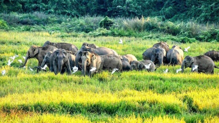 166 Elephants in Raigarh and Dharamjaigarh Forest Divisions Damage Farmers’ Paddy