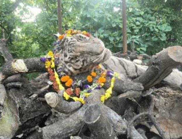 White tiger Tipu at Mukundpur Tiger Safari