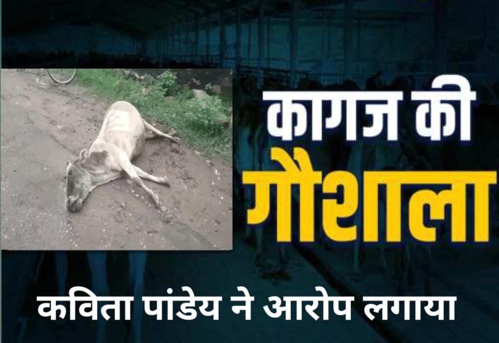 रीवा में गौवंश संकटः कांग्रेस का आरोप, करोड़ों खर्च के बाद भी गौशालाएं वीरान