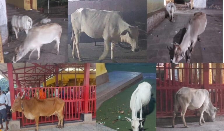 मंदिर परिसर के अंदर आवारा मवेशियों का रहता है जमावड़ा, प्रशासन मौन