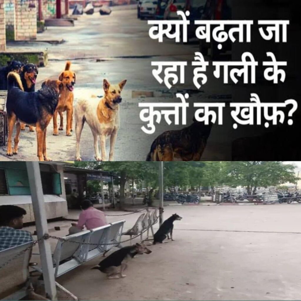 रीवा में डॉग बाइट का आतंक। संजय गांधी अस्पताल में हर माह 600 से अधिक मरीज, बधियाकरण ठप होने से बढ़ी समस्या।